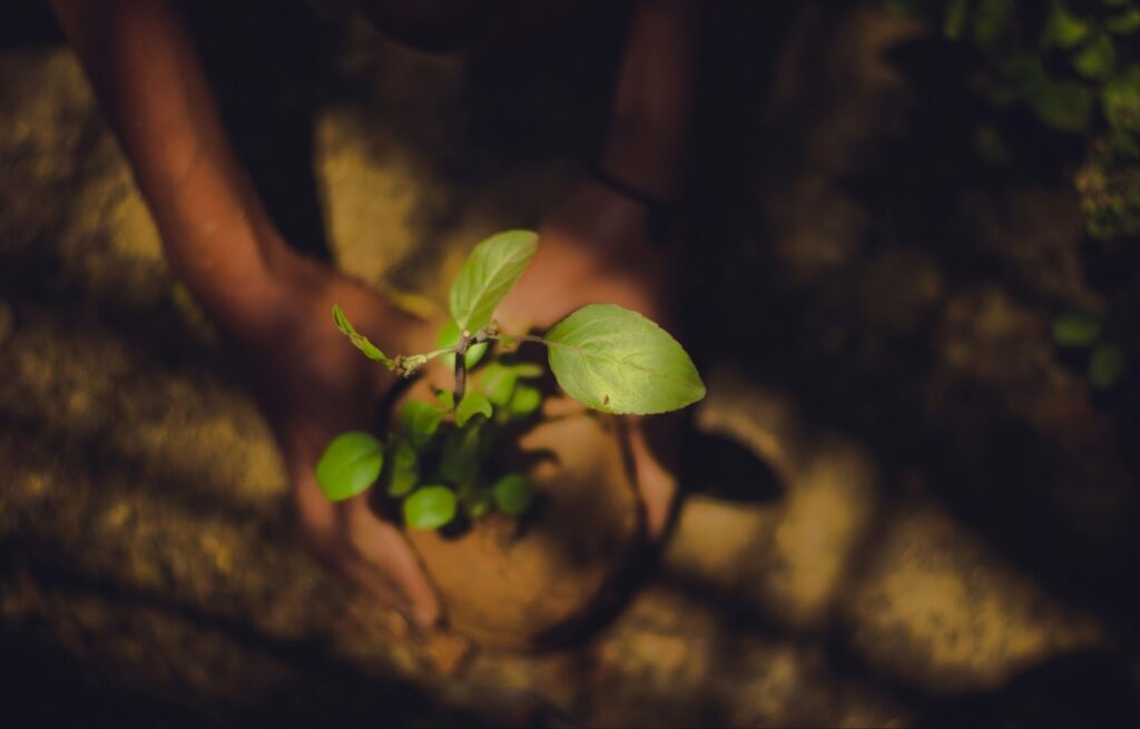 A homeowner planting trees, which could result in lower flood insurance premiums.